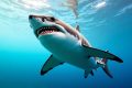 Man killed in shark attack off Queensland coast in second fatal incident in Australia in two weeks