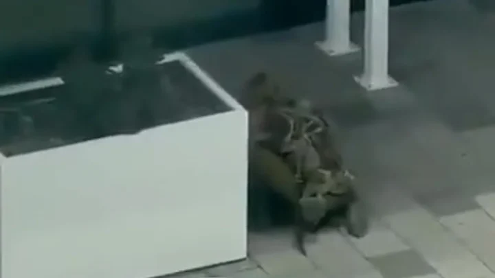 Video shows terrifying moments of Montreal shooting that left two victims dead as possible incel manifesto revealed