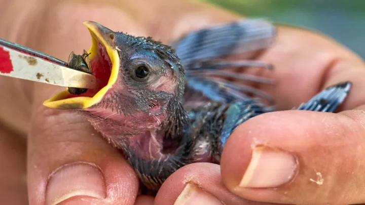 People aren’t the only ones hit by heat. What to do if you see wildlife affected by hot temperatures