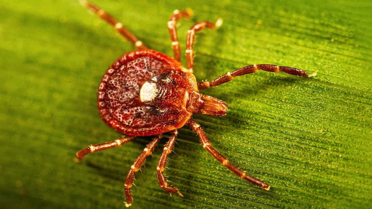 Be_Well_Tick_Allergy_37162