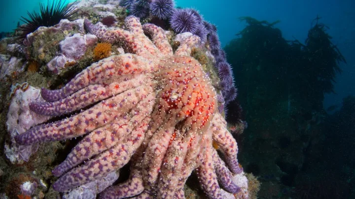 Wacky ocean species thought lost 10 years ago rediscovered off California coast