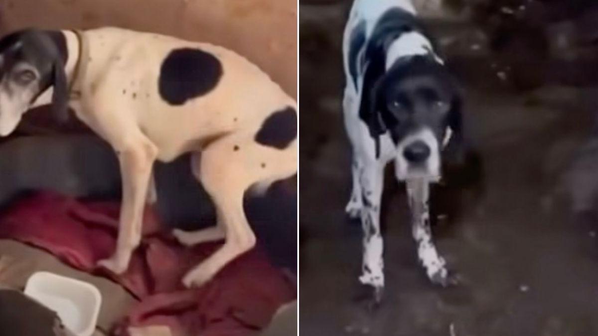 More-than-70-starving-dogs-rescued-from-Crufts-winning-breeders-home