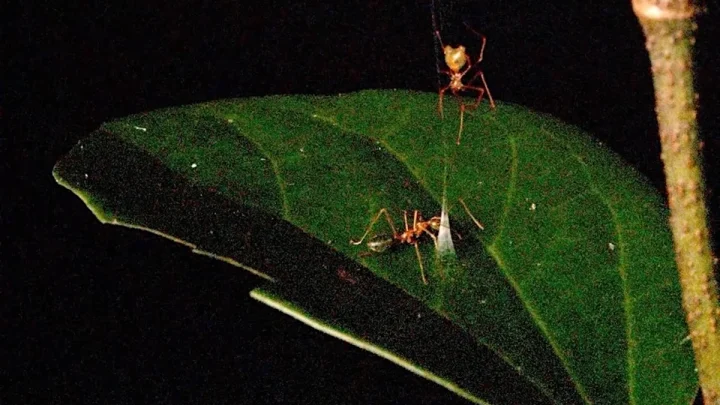 New spider that hunts dangerous ants using a spring-loaded trap discovered by scientists in Australia
