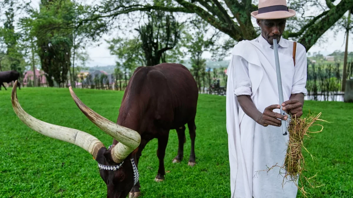 Rwanda_Royal_Cows__5799