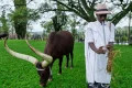 In Rwanda, a royal herd of cattle is treated to poetry and cultural reverence