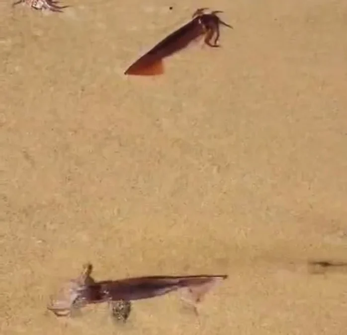 SQUID-BEACH-1