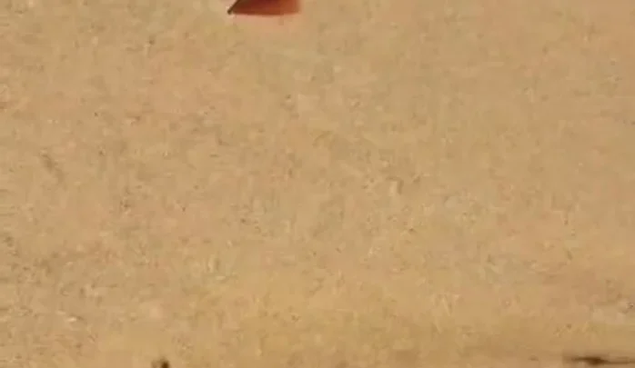 Thousands of squid just washed on a Cape Cod beach — but scientists say not to worry