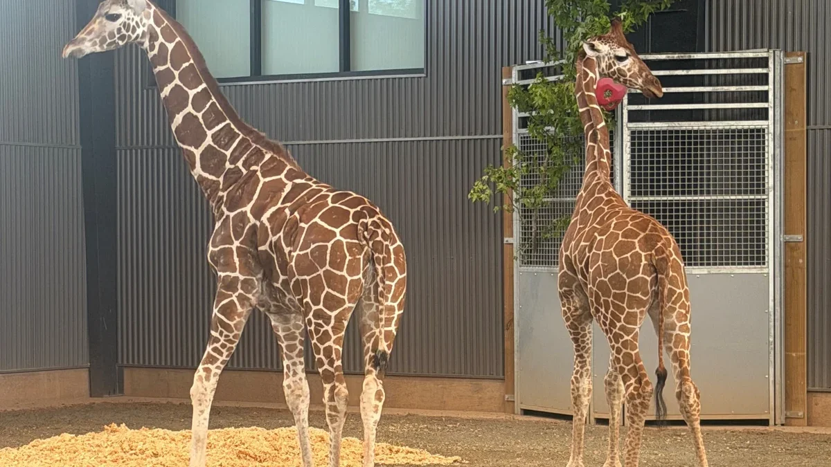 Virginia-missing-giraffe-calves