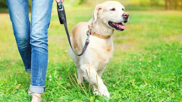 When is it too hot to walk your dog? 11 ways to keep them safe in a heatwave