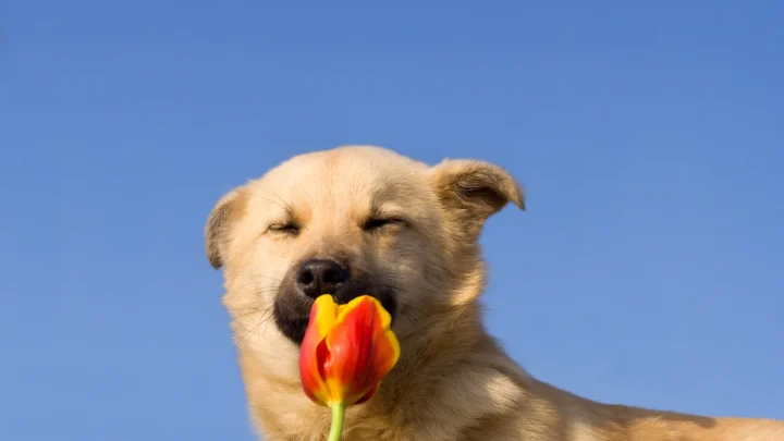 Six easy ways to boost your dog’s happiness and wellbeing