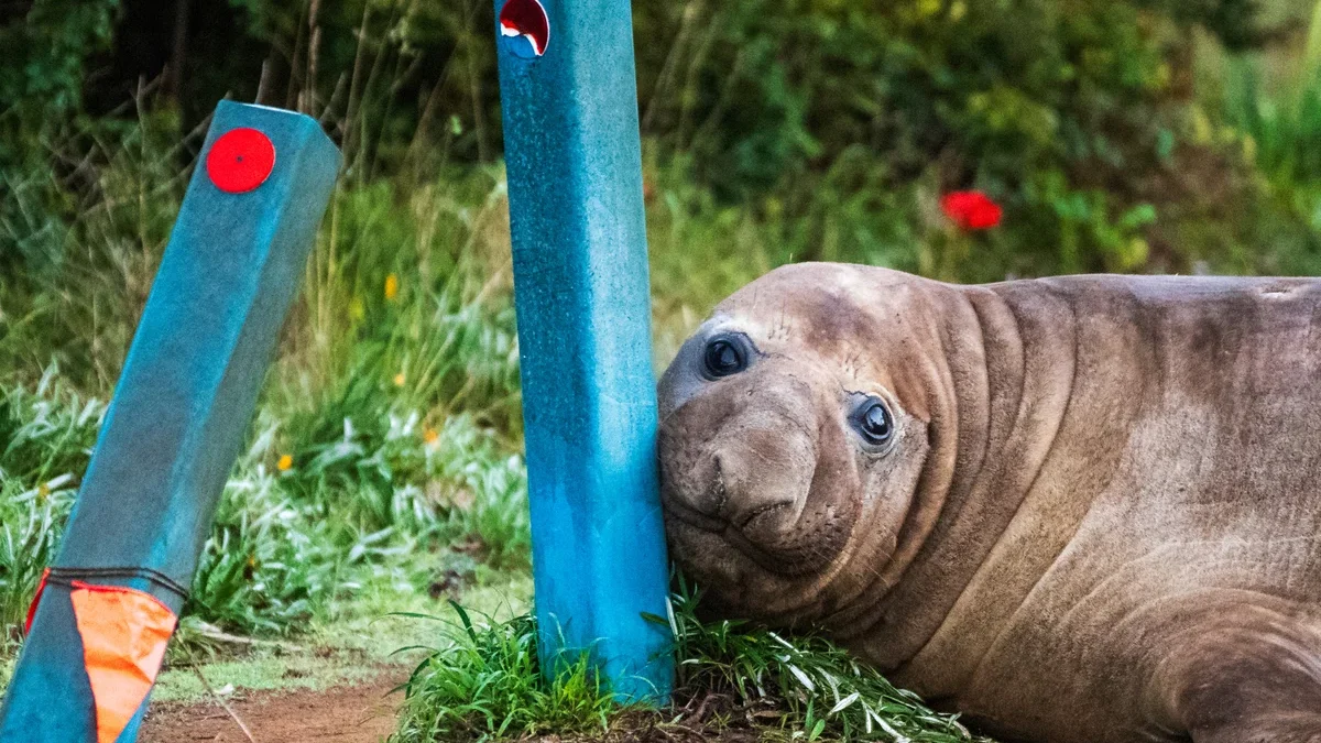 Australia_Neil_the_Seal_78_68