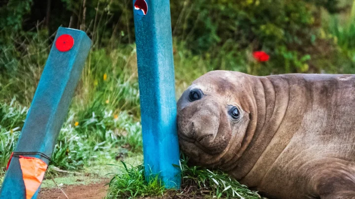 Australian officials ask fans to respect the privacy of Neil, a 1-ton seal who respects nothing