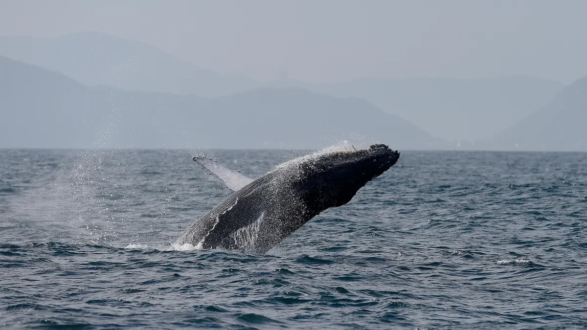 Brazil_Humpback_Whales_61174
