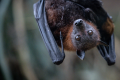 Pilot woke up in downtown Denver hotel to find bat in his room and bite on his foot, lawsuit claims