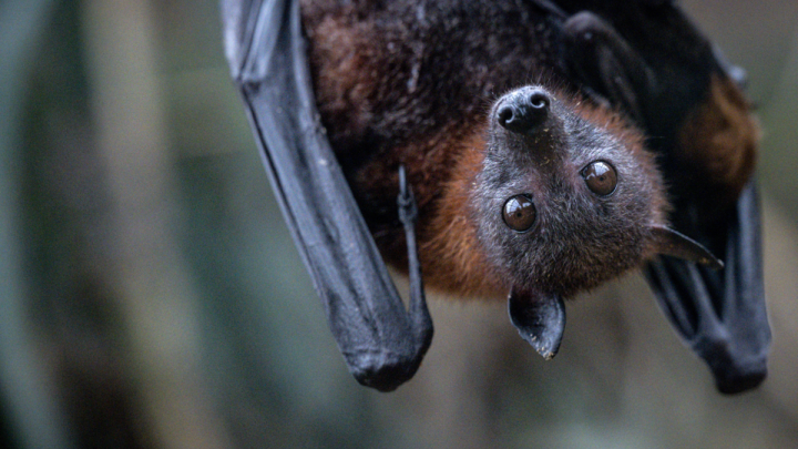 Pilot woke up in downtown Denver hotel to find bat in his room and bite on his foot, lawsuit claims
