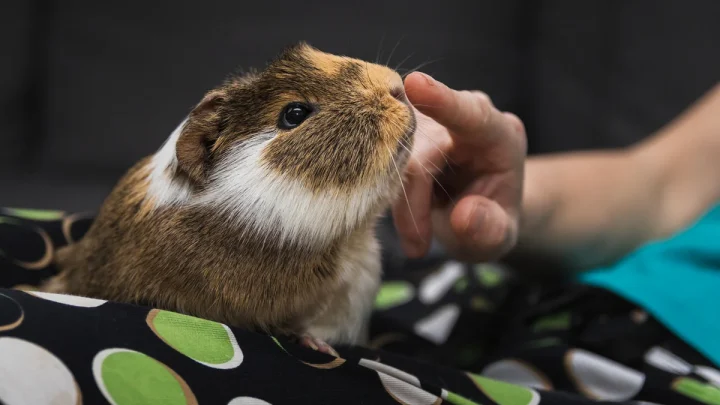 Why a couple in Wales have been given permission to eat guinea pigs for food